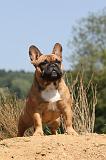 BOULEDOGUE FRANCAIS 272